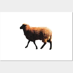 Fuzzy Golden Brown Sheep Posters and Art